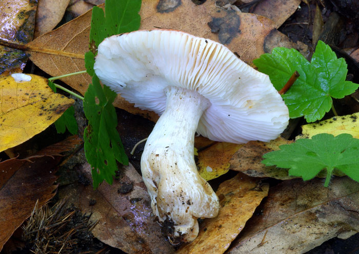 Russula puellula