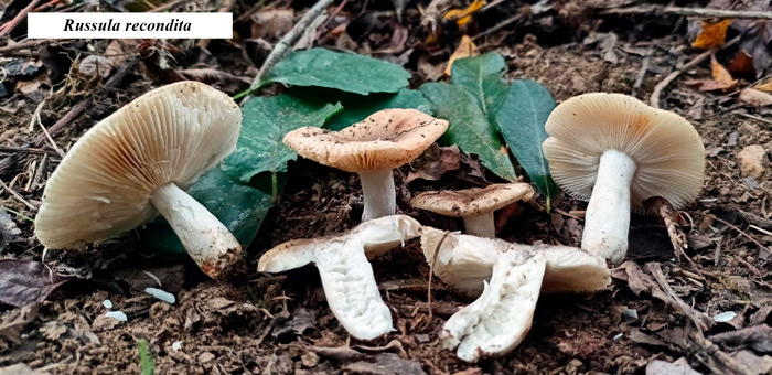 Russula recondita