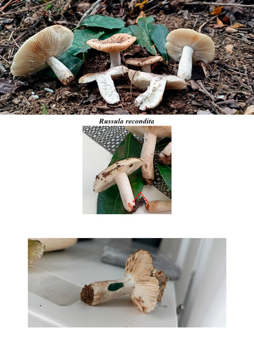 Russula recondita