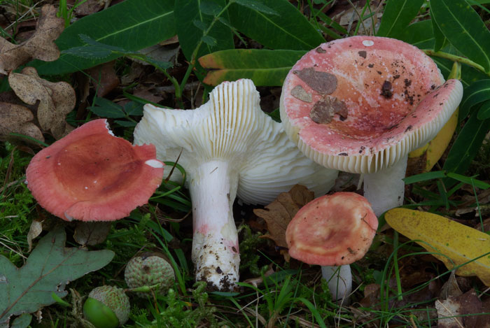 Russula zvarae