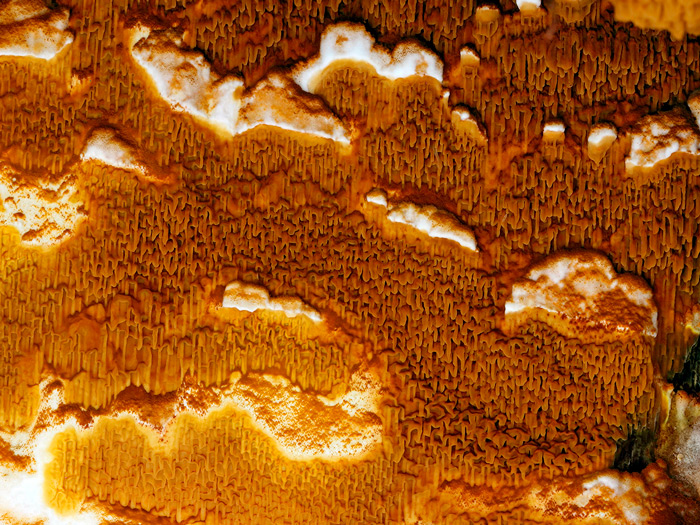 Serpula lacrymans