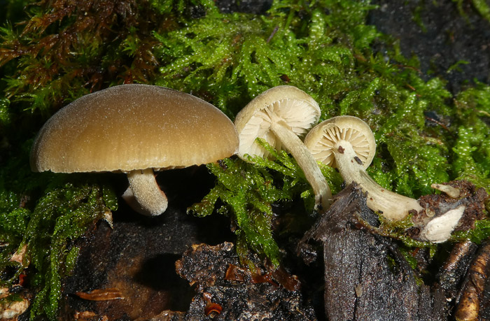 Simocybe serrulata