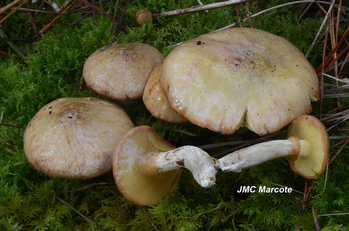 Suillus flavidus