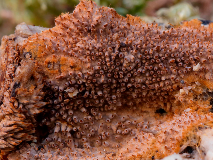 Tomentella crinalis