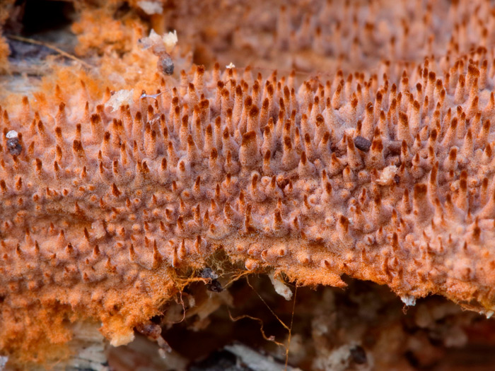 Tomentella crinalis