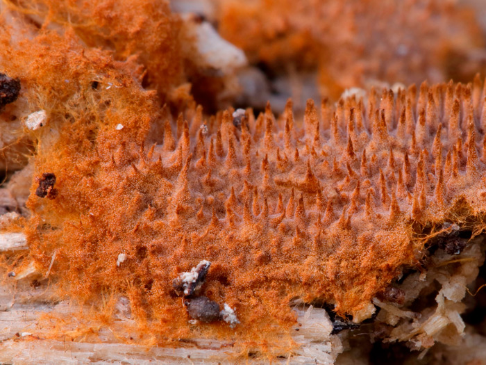 Tomentella crinalis