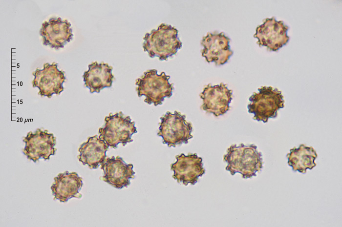 Tomentella crinalis