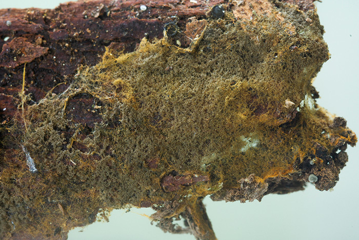 Tomentella ferruginea