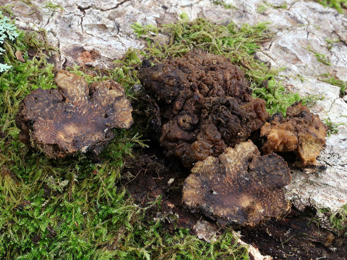 Tremella steidleri