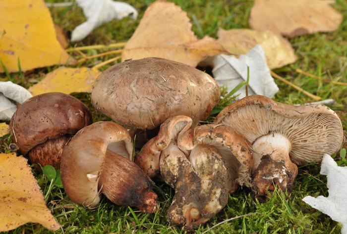 Tricholoma populinum