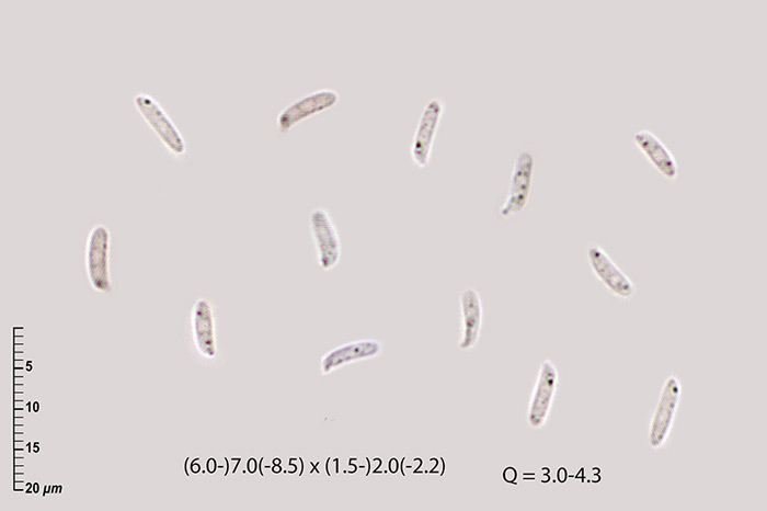Tubulicrinis medius