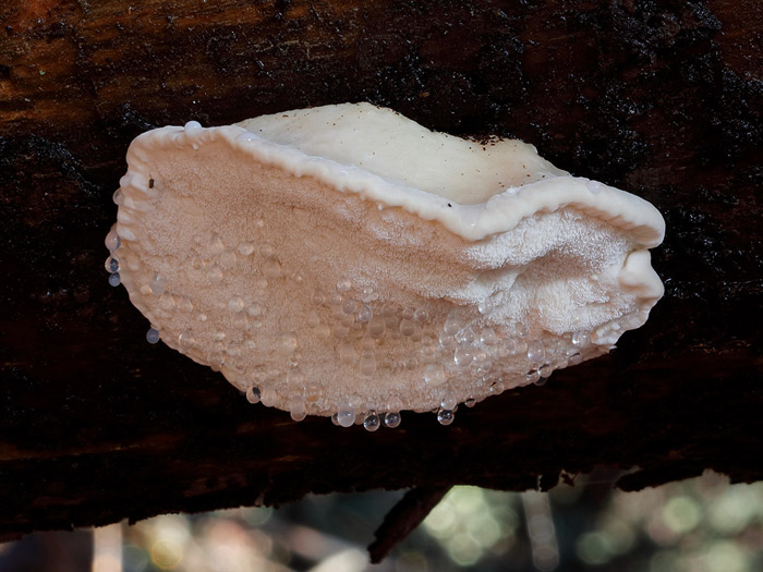 Tyromyces chioneus