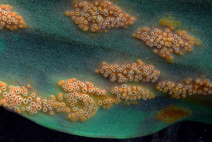 Uromyces erythronii