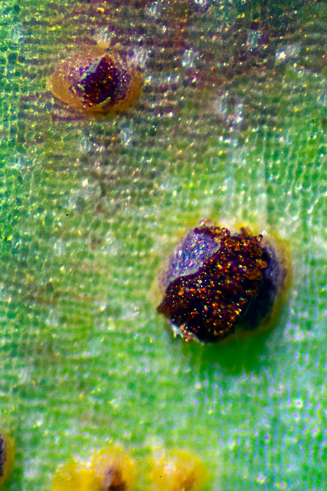 Uromyces erythronii