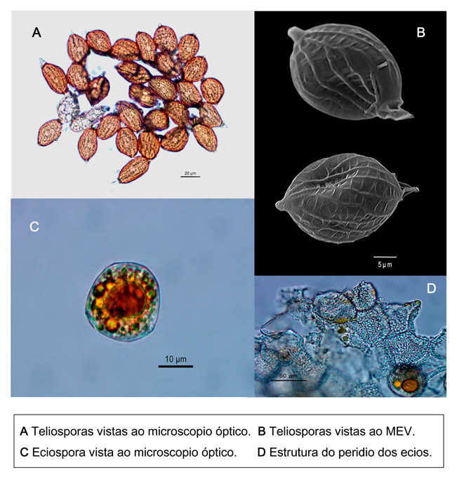 Uromyces erythronii