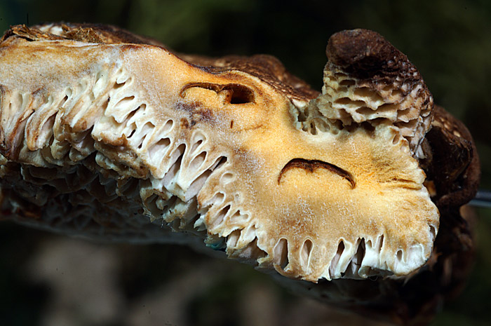 Wolfiporia cocos