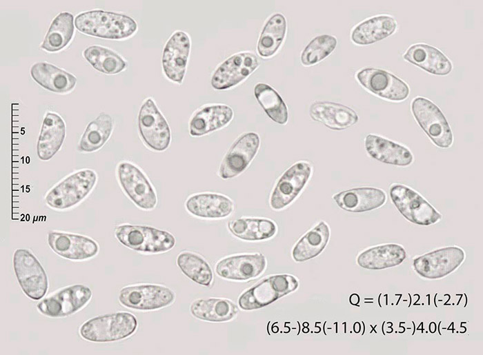Wolfiporia cocos