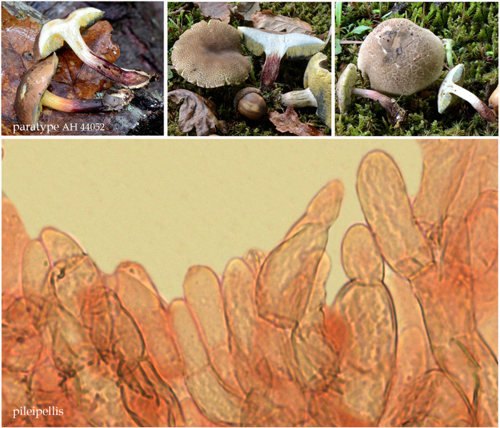 Xerocomellus poederi