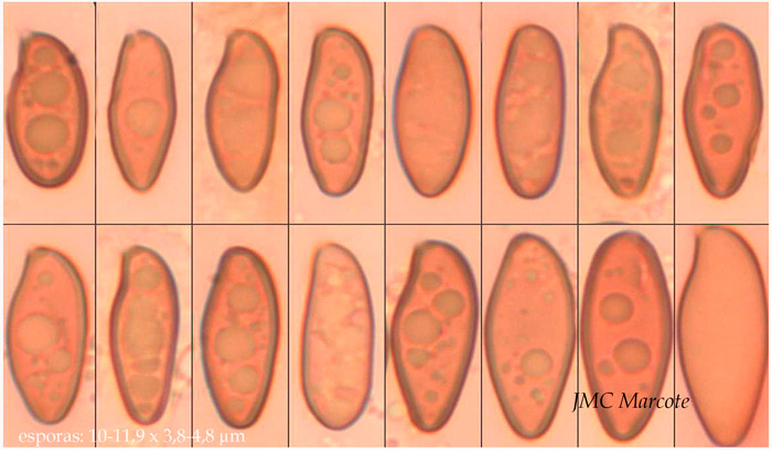Xerocomellus poederi