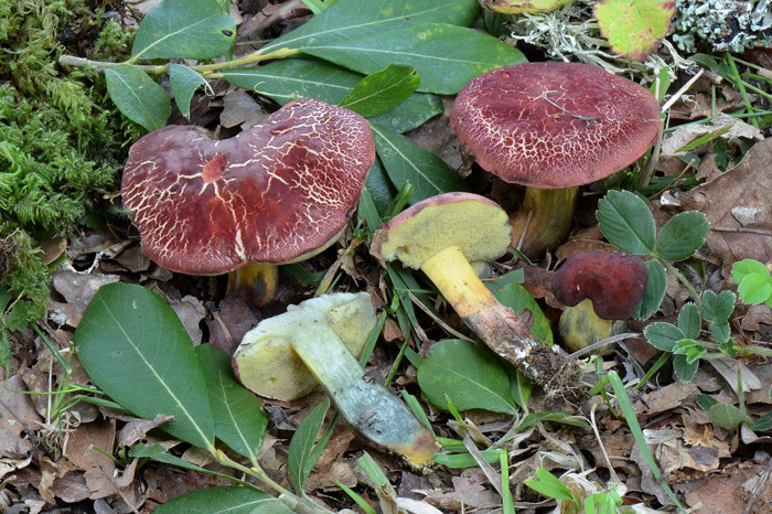 Xerocomellus ripariellus
