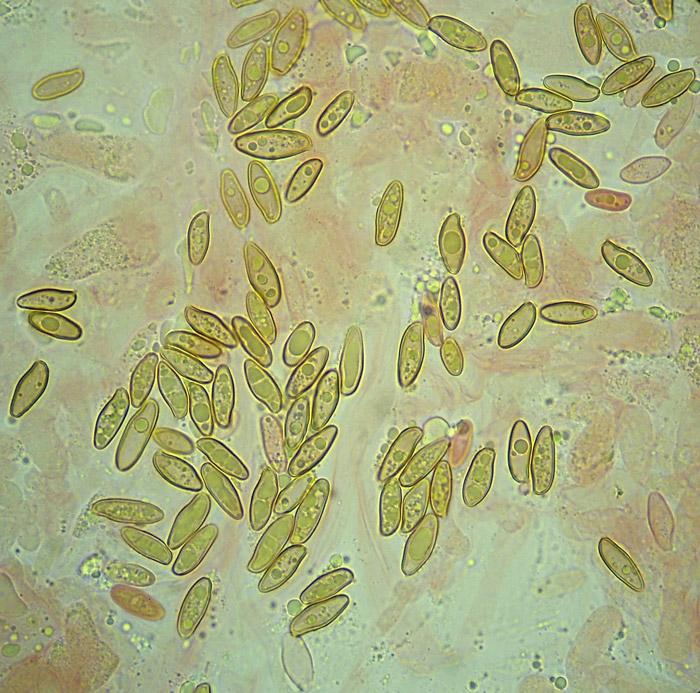 Xerocomellus ripariellus esporas