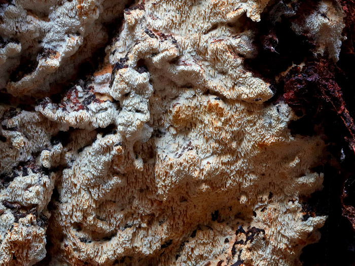 Xylodon flaviporus